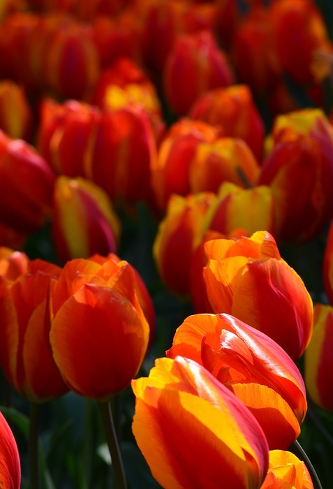 tulips, red, orange