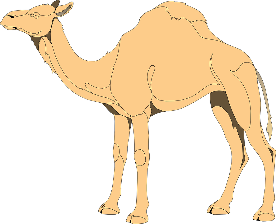 camel, hump, desert
