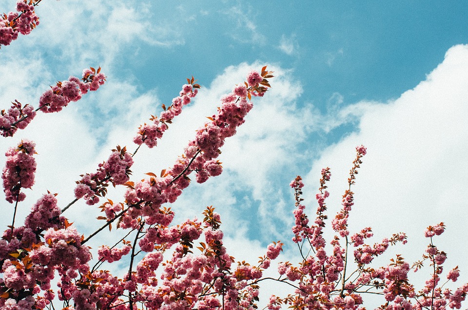 blossom, sky, spring