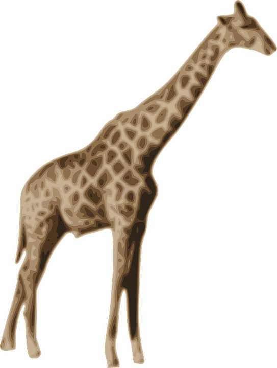 giraffe, animal, mammal