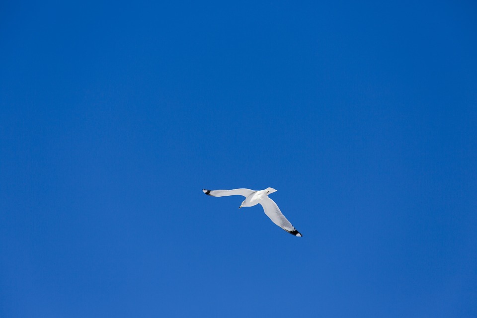 flying, sea gull, nature