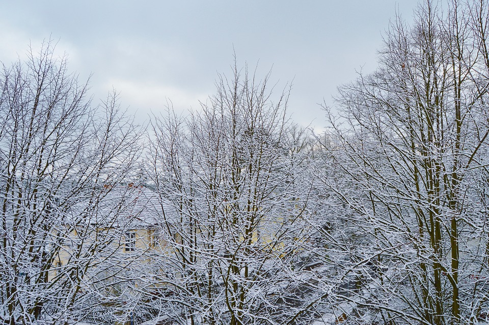 snow, trees, snowy