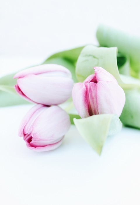 mother's day, tulips, flowers