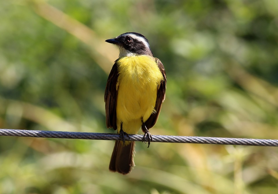 colorful bird, bird on the wire, tropical