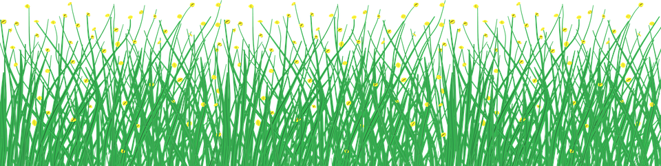 grass, flowers, border