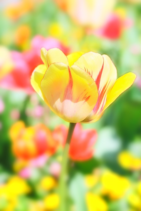 tulip, flower, spring