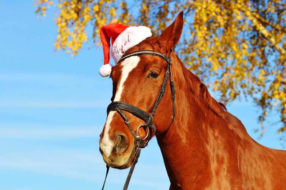 horse, christmas, santa hat