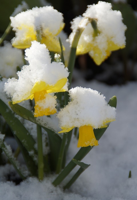 osterglocken, daffodils, snowy