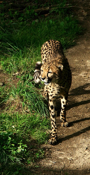 cheetah, walking, big cat