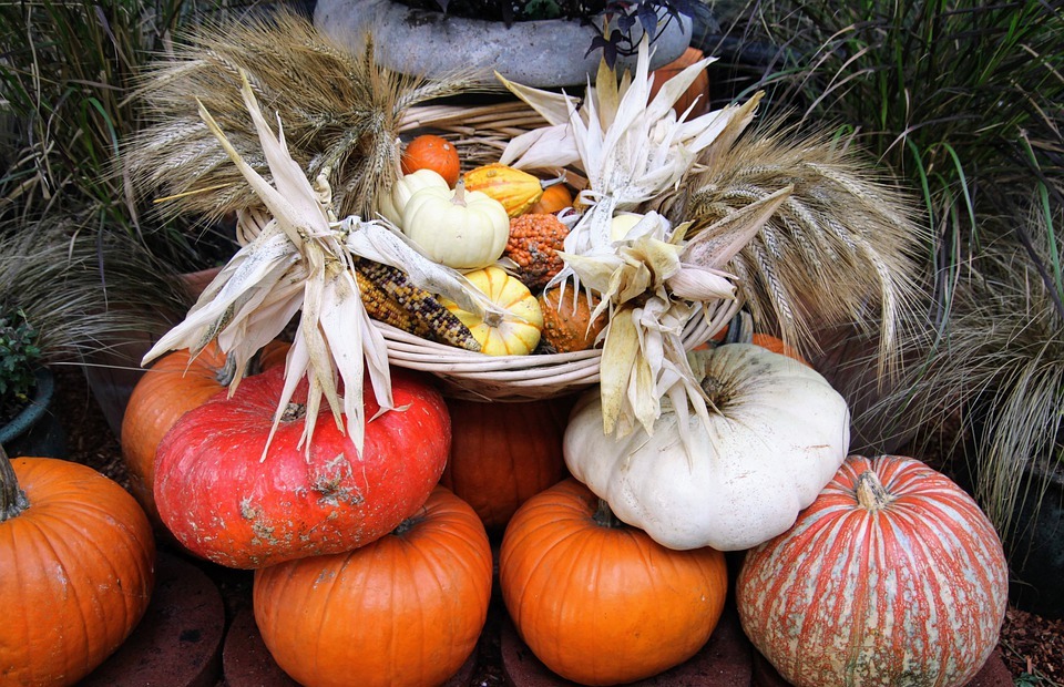 pumpkins, thanksgiving, fall