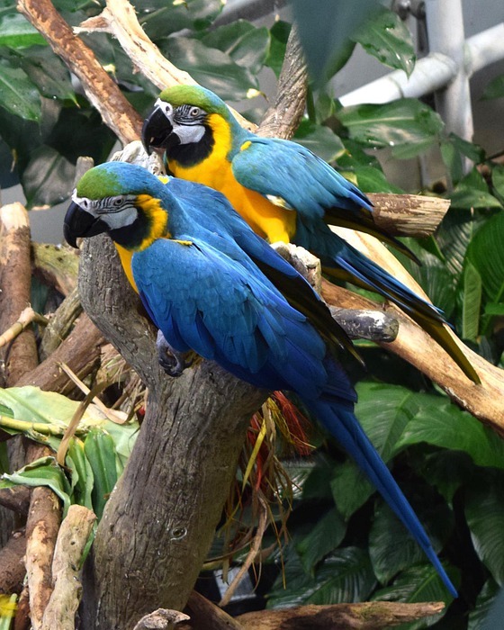 parrots, birds, colorful