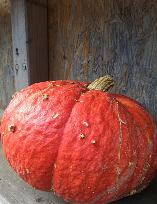 pumpkin, gourd, thanksgiving