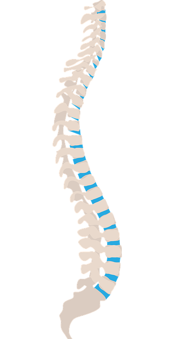 spine, spine side, health
