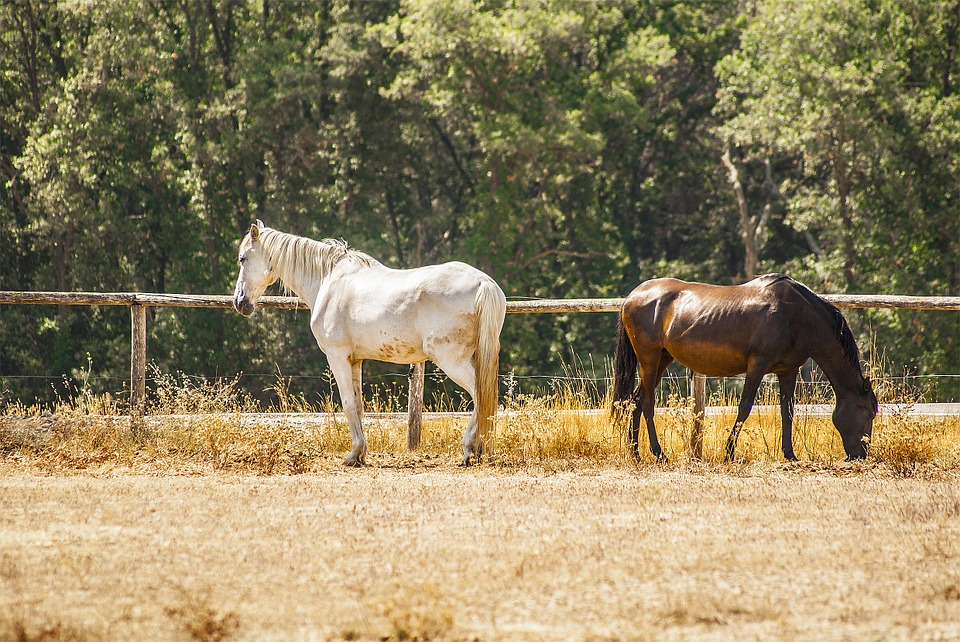 horses, animals, field