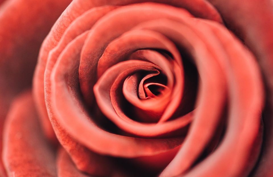 red, petal, rose
