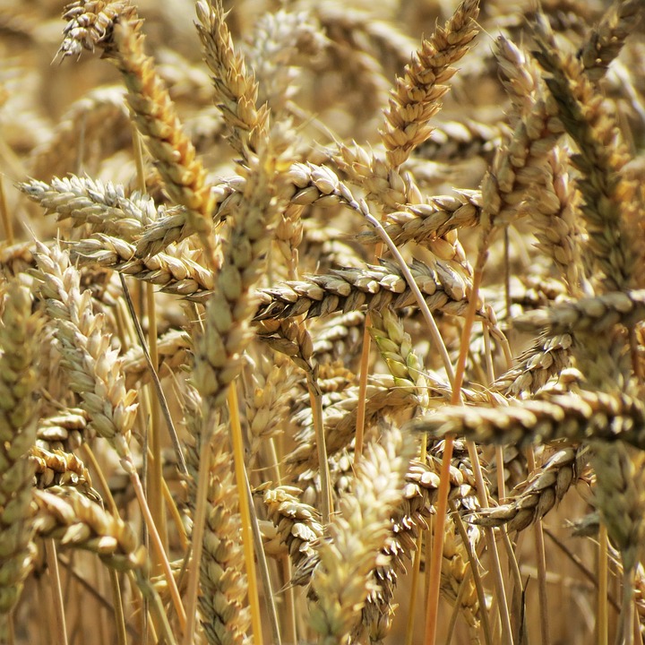 wheat, agriculture, harvest