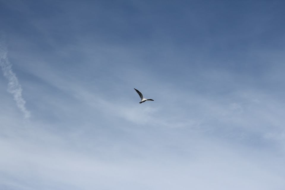 seagull, bird, flying