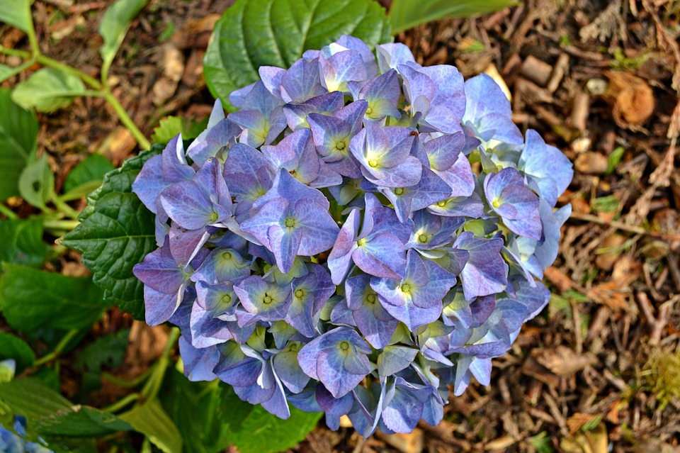 hydrangea, flowers, blue flowers