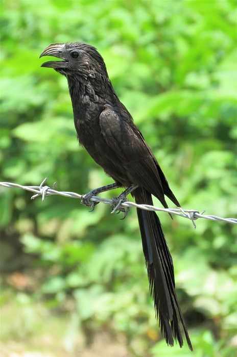 tropical bird, bird, black bird