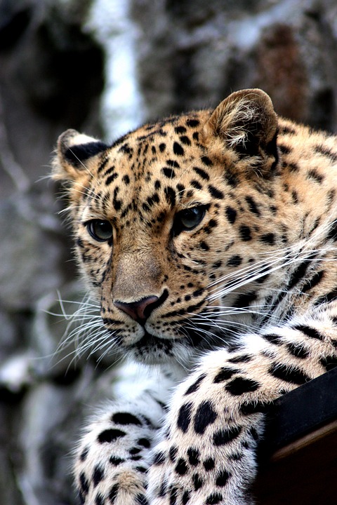 leopard, animal, cat