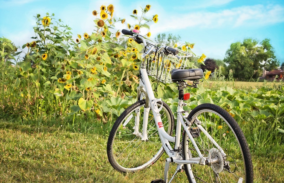 bicycle, bike, sunflowers