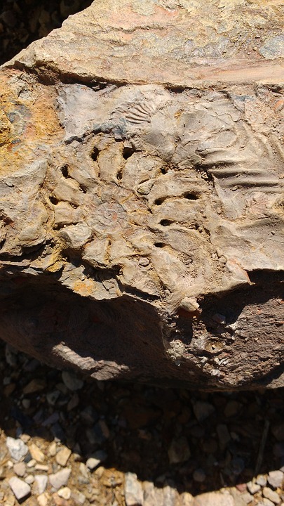 fossil, stone, earth