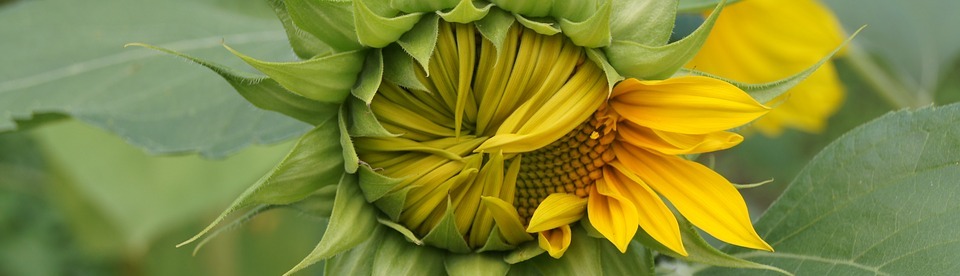 sunflower, yellow, flower