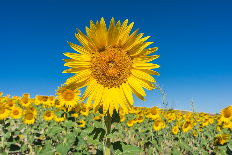 sunflower, flower, field