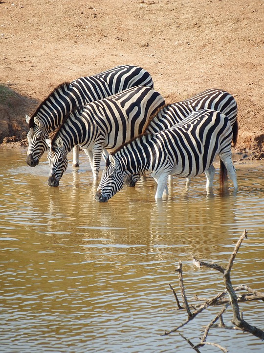 zebra, addo elephant park, south africa