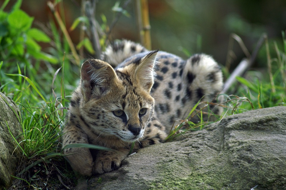 serval, small cat, wildcat