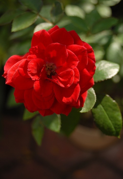 red rose, small flower, flora