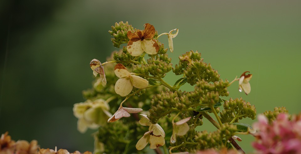 hydrangea, flowers, plant