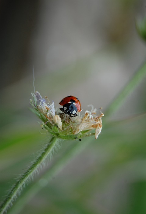 ladybird, ladybug, nature