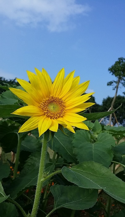 sunflower, blue sky, yellow