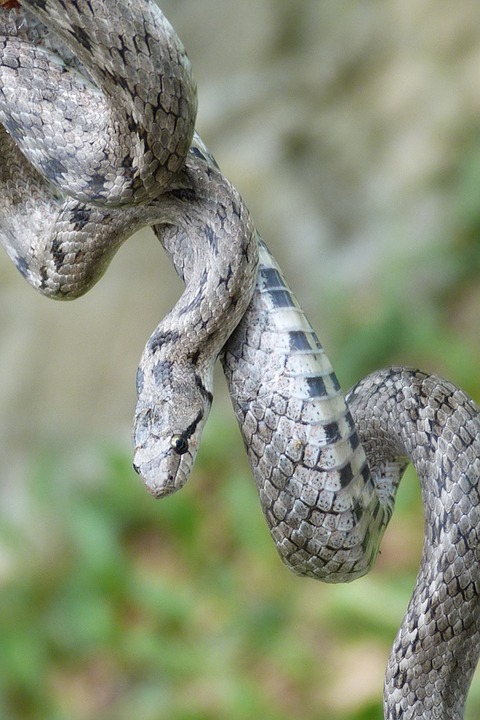 snake, reptile