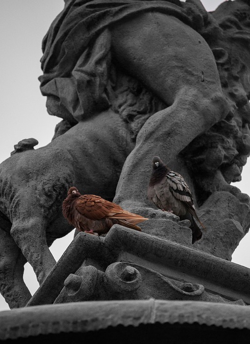 fountain, pigeon, black and white