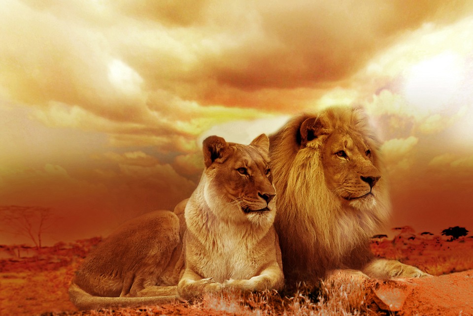 lion, safari, afika