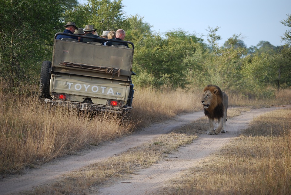 safari, lion, tourist