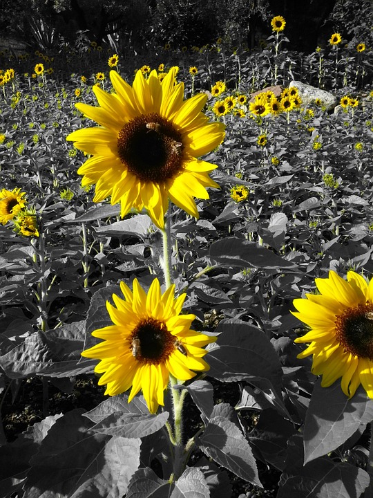 sunflowers, yellow, prato