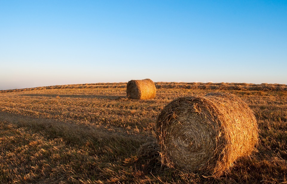 hay, bales, fields