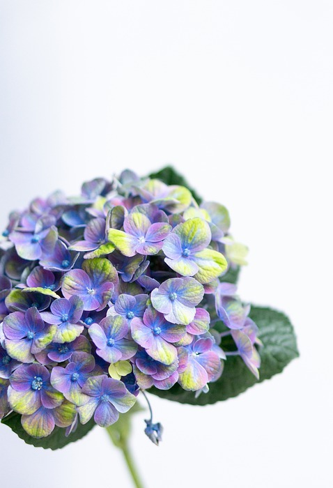 hydrangea, violet, blossom