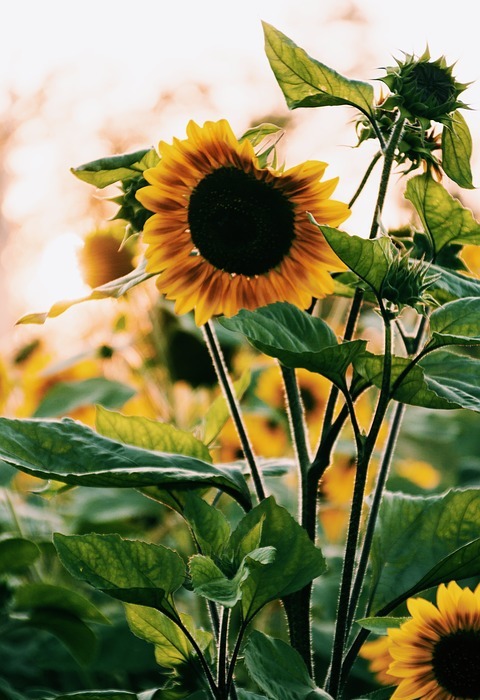 sunflower, bloom, petals