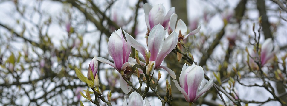 spring, facebook background, magnolia
