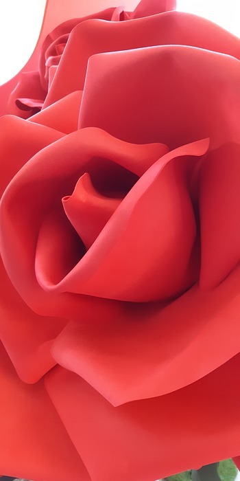 rose, red, foam