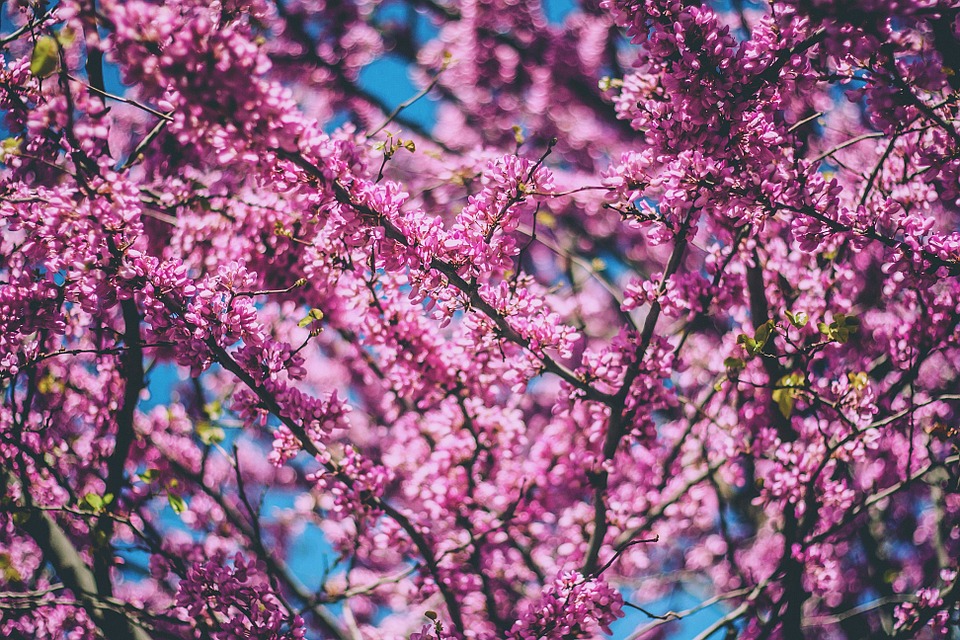 tree, blooming, pink