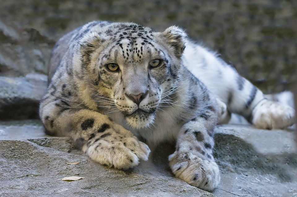snow leopard, reclining staring, ground