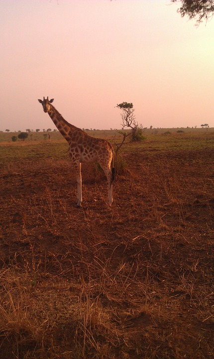giraffe, safari, uganda