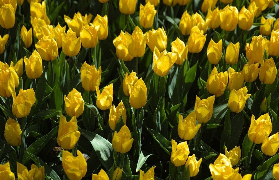 tulips, yellow, nature