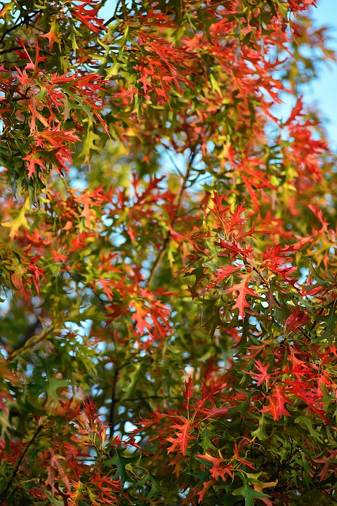 fall leaves background, october, thanksgiving