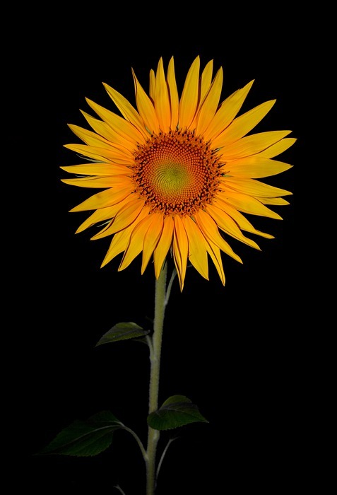 sunflower, flower, night